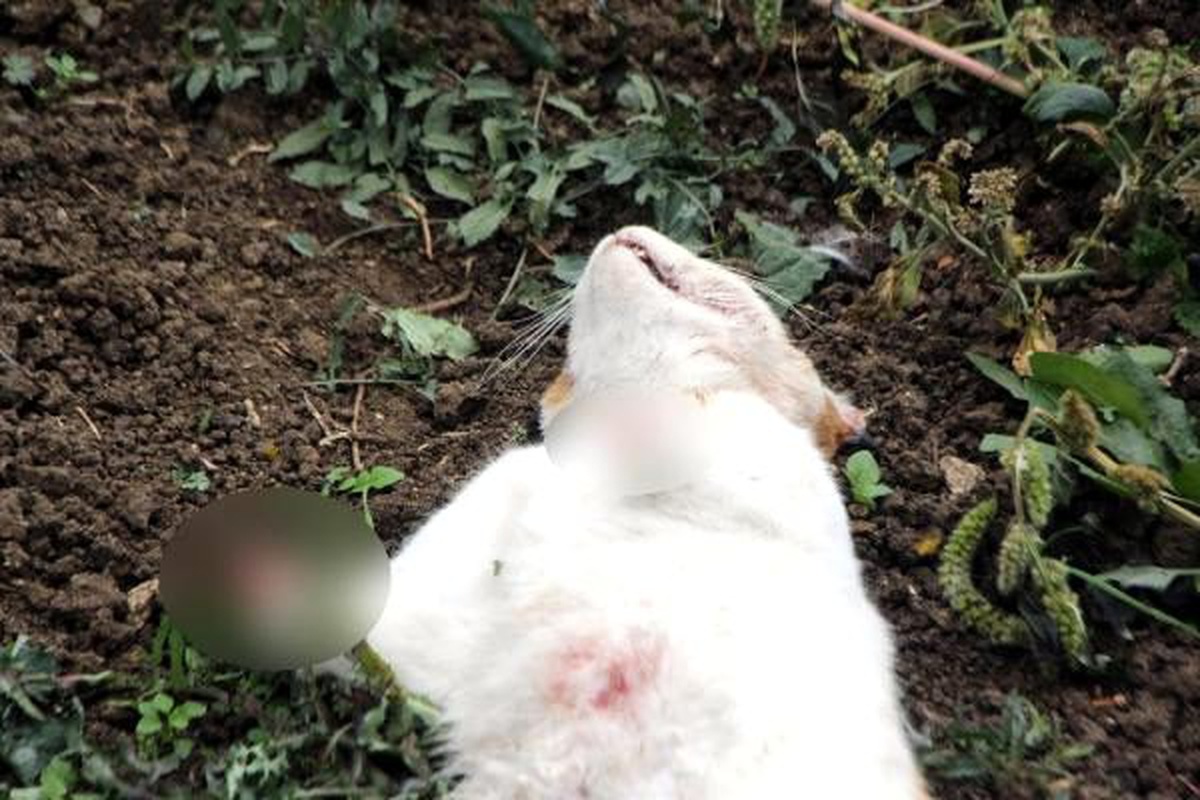 Bir şehir bunu konuşuyor; 6 kedi ayakları kopmuş halde bulundu