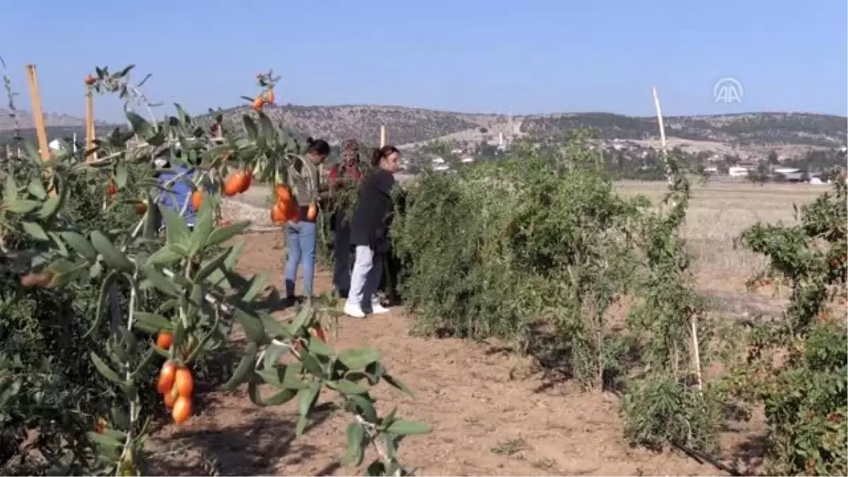 "Bunu kimse yemez" dediler, şimdi talebe yetişemiyor