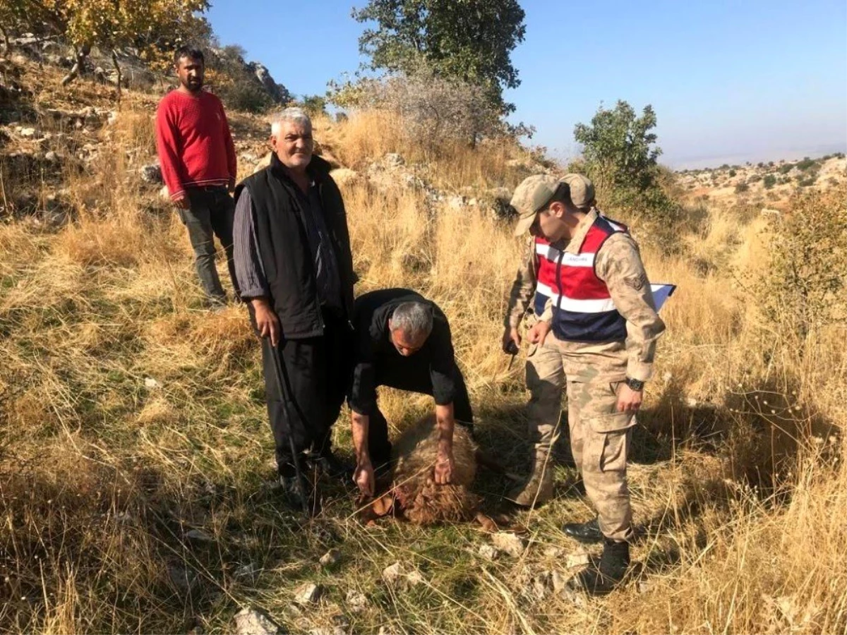 Gaziantep\'te kurt dehşeti