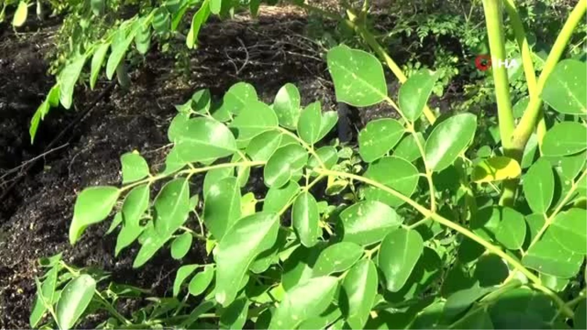 İlaç sanayi için hazırlanan "moringa" bitkisinin hasadına başlandı