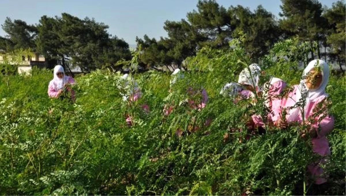 İlk kez Nurdağı\'nda ekilen \'moringa\'da hasat zamanı