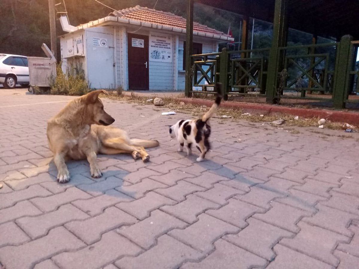 Köpek ve kedinin dostluğu