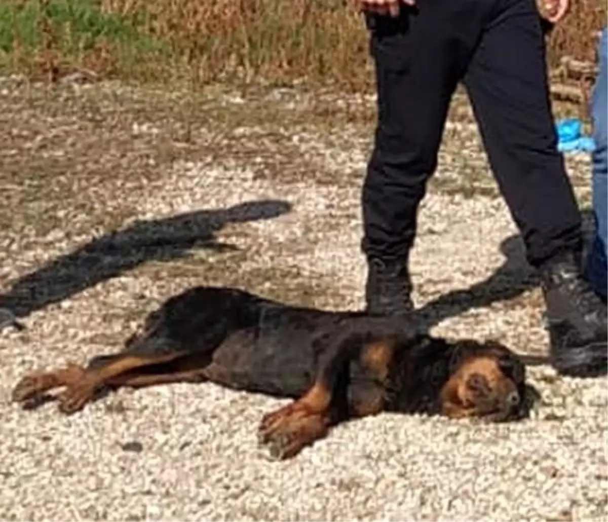 Kümesine giren komşusunun köpeğini vurdu