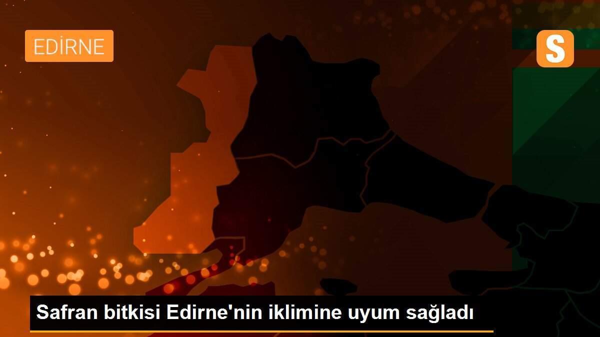 Safran bitkisi Edirne\'nin iklimine uyum sağladı