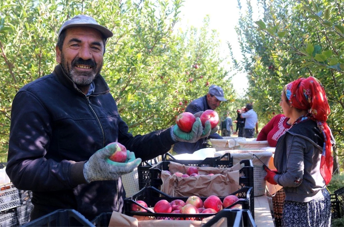 Van\'ın lezzetli elmaları Kuzey Irak\'a ihraç ediliyor