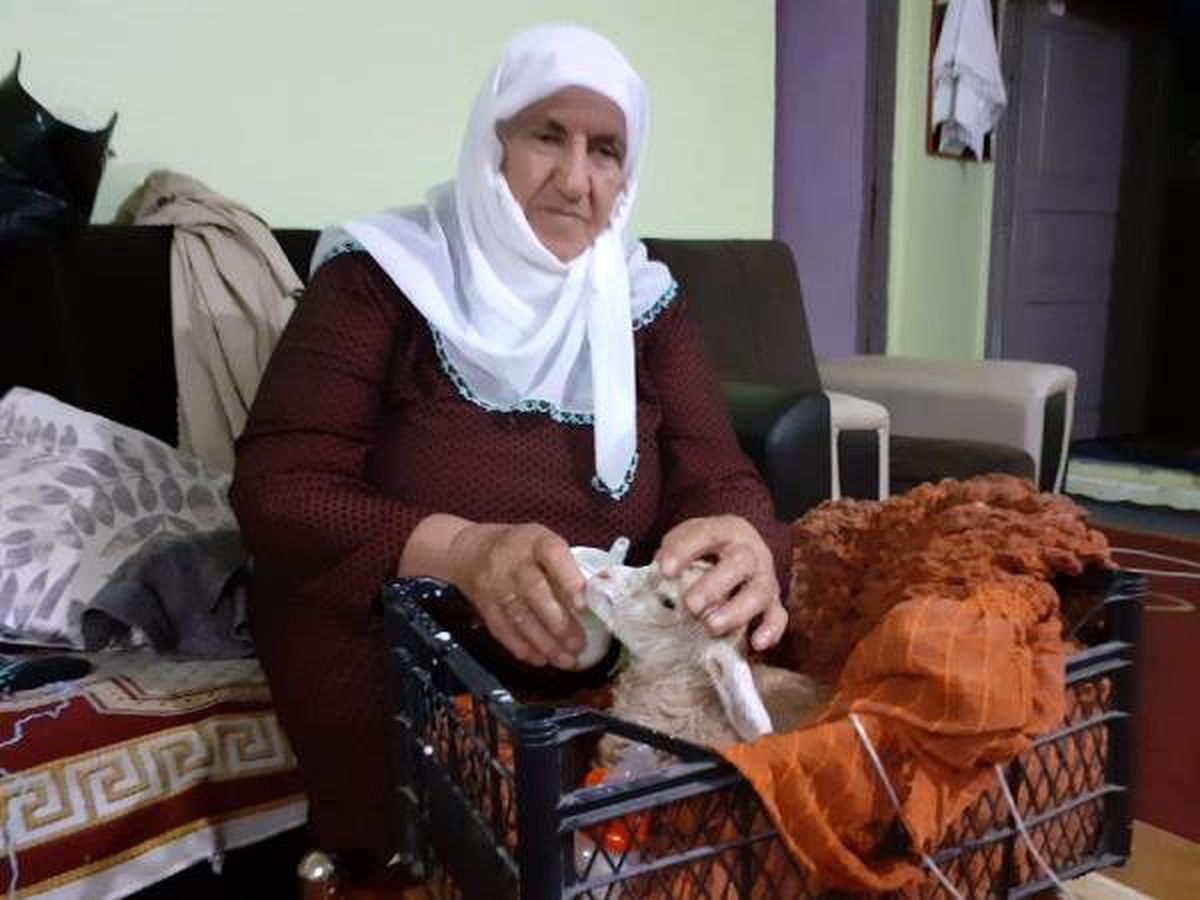Yeni doğan oğlağı elleriyle besliyorlar
