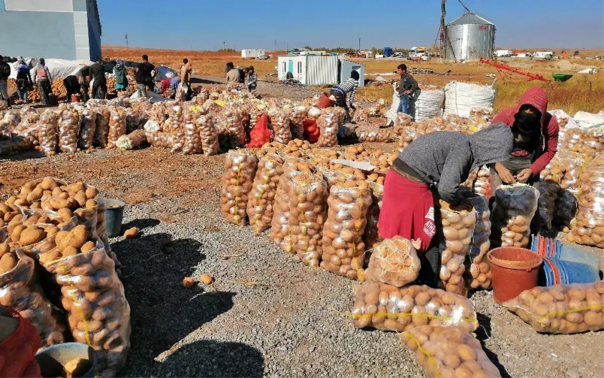 Ahlat\'ta 200 bin ton patates üretimi