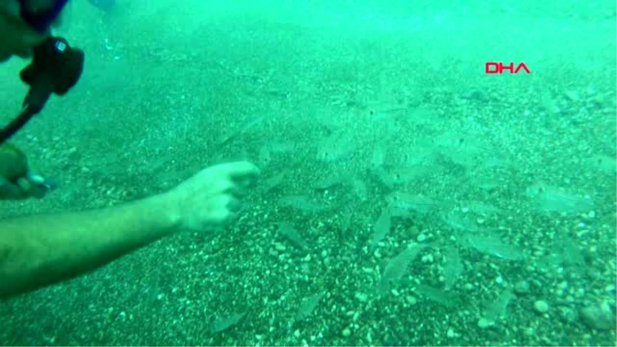 Antalya balon balıkları, sert kabuklu midyeleri anında yok etti