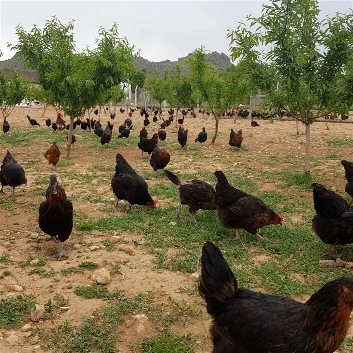 Çocukları için kurdukları kooperatif gelecek vadediyor