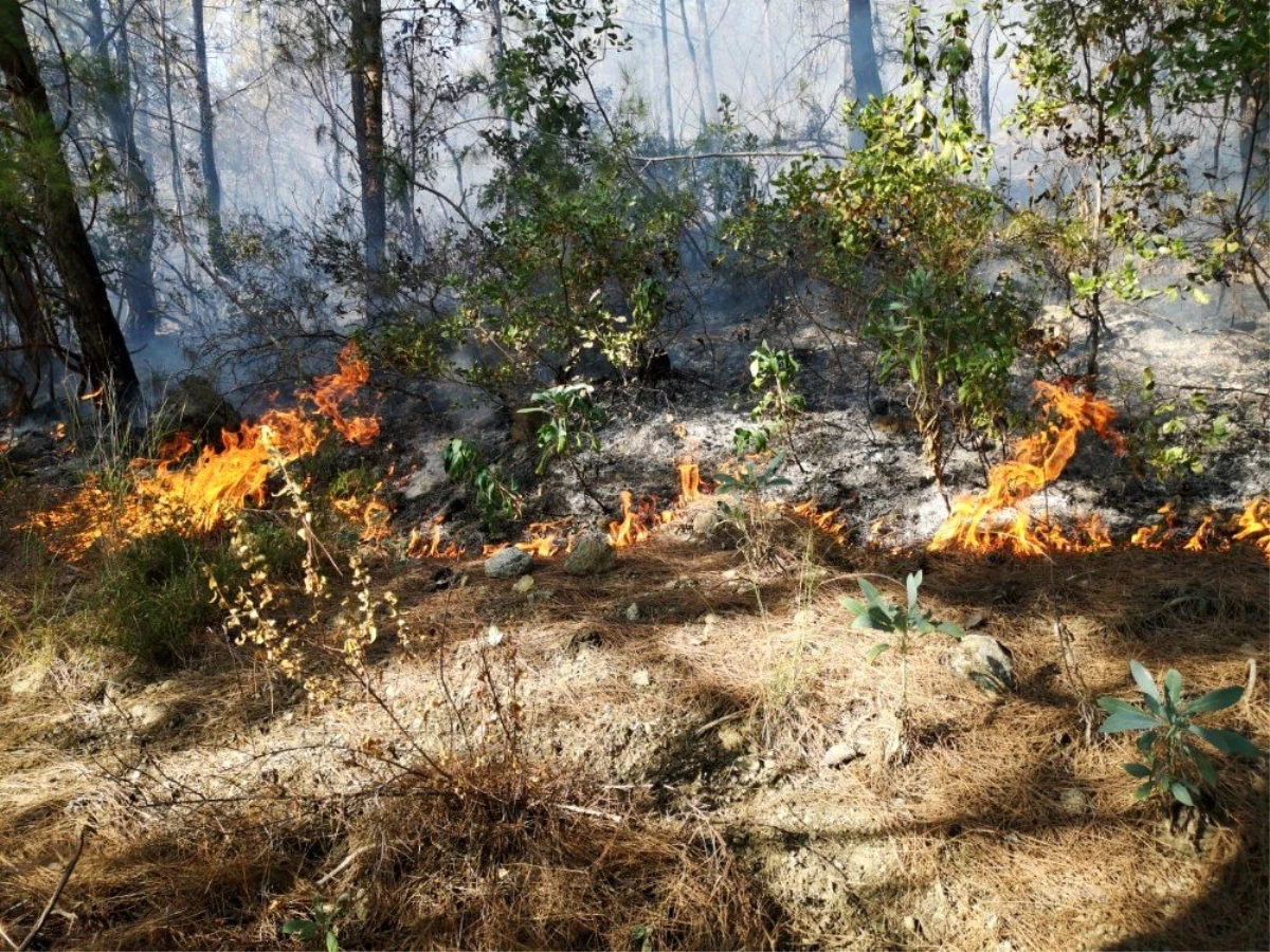 Erzin\'de orman yangını