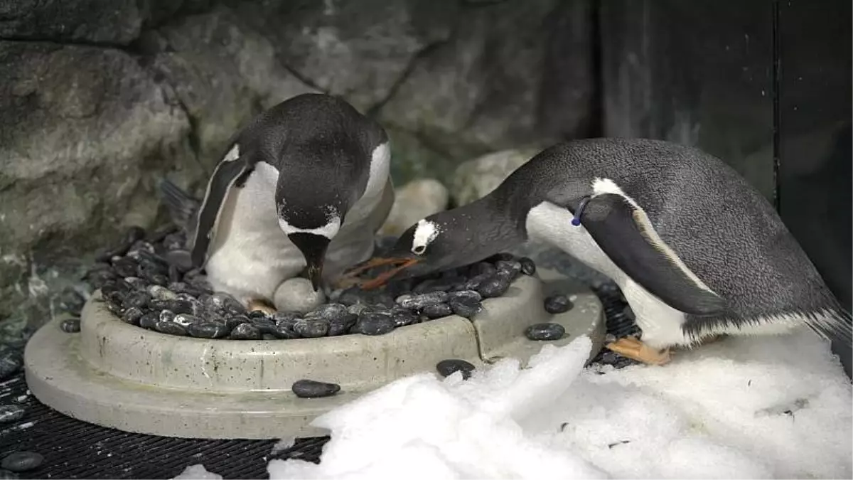 Eşcinsel penguenler ikinci kez baba olmaya hazırlanıyor