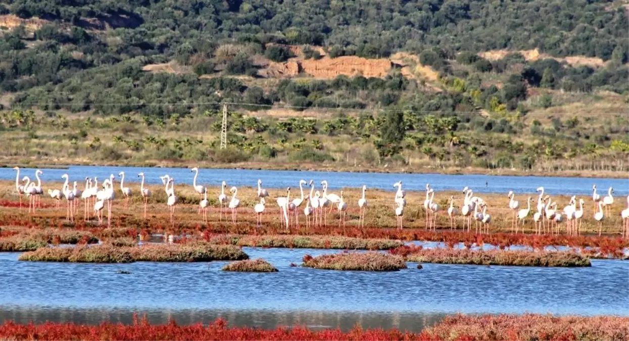 Flamingolar bu sene erken geldi