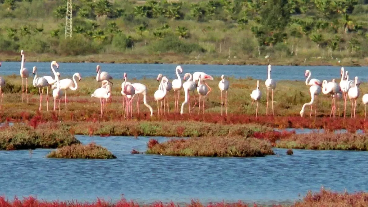 Flamingolar bu sene erken geldi