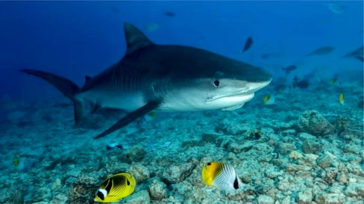 Hint Okyanusu\'nda kaybolan İskoç turistin eli ve alyansı köpekbalığının midesinde bulundu