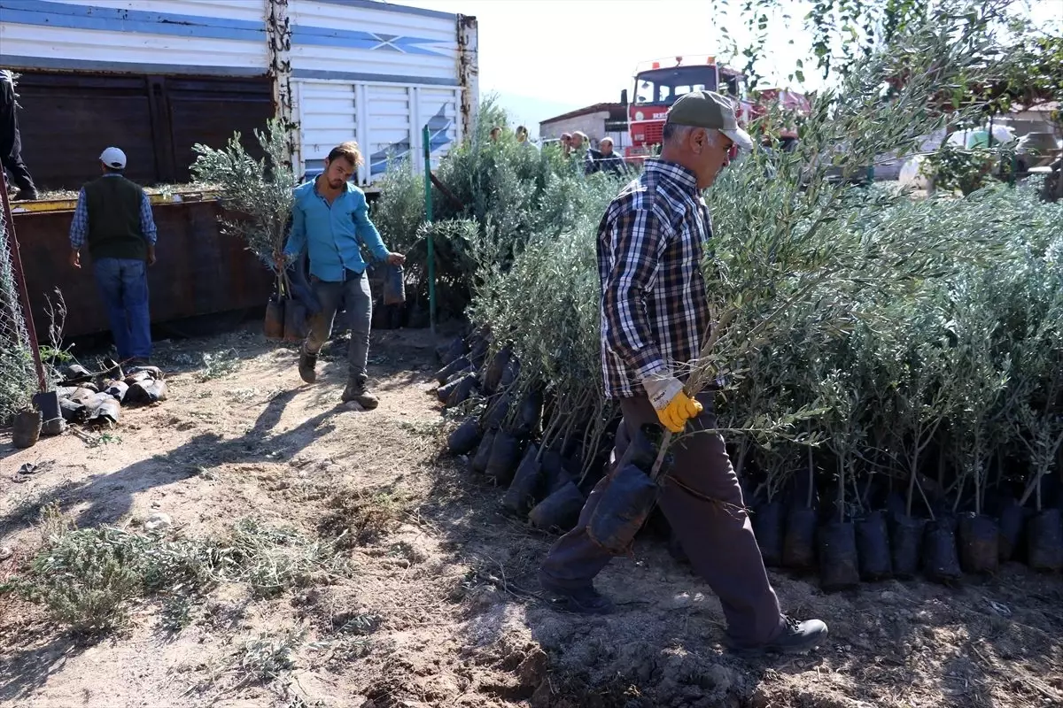 İskenderun ve Arsuz\'da 15 bin zeytin fidanı toprakla buluşacak