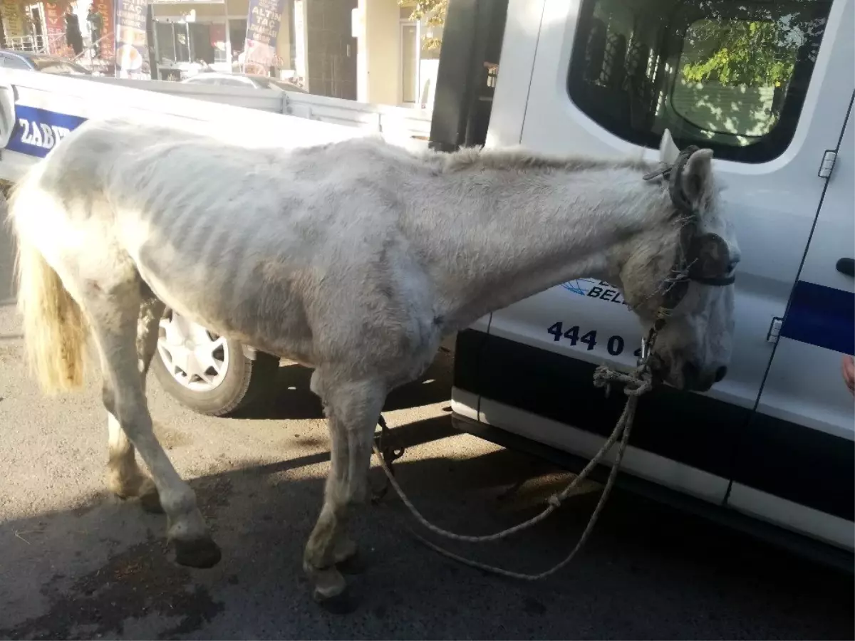 (Özel) Esenyurt\'ta bir ayağı sakat ve gözü kör ata işkence