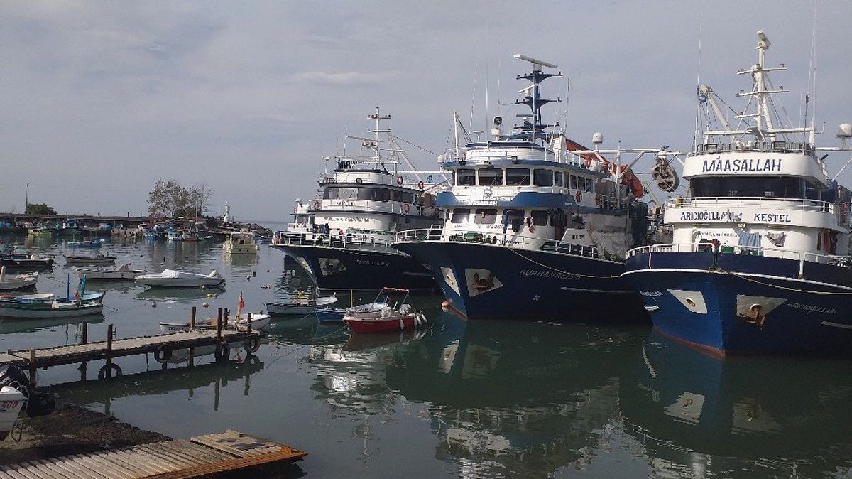 (Özel) Karadeniz\'de hamsi bolluğu yaşanıyor