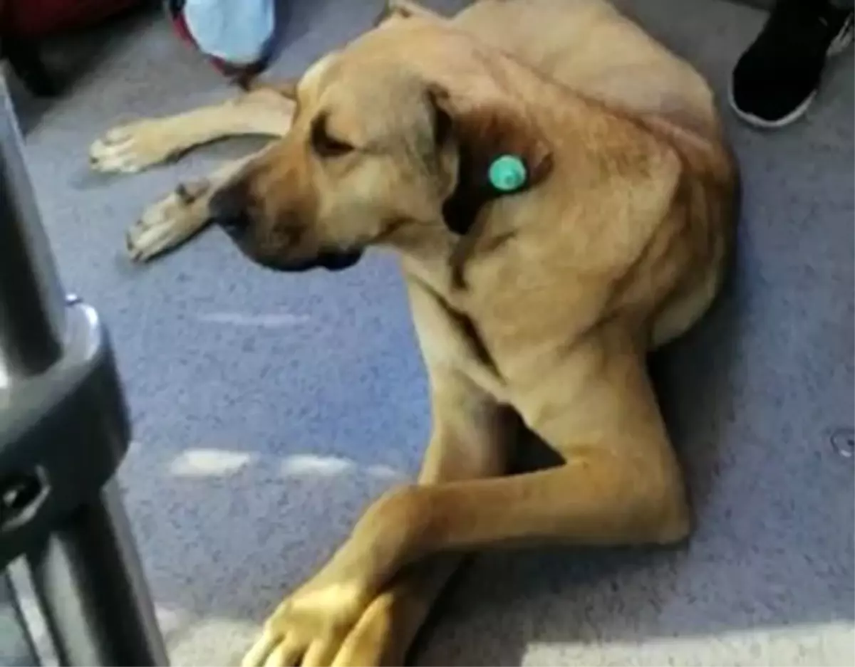 Sevimli köpeğin metrobüs yolculuğu kamerada