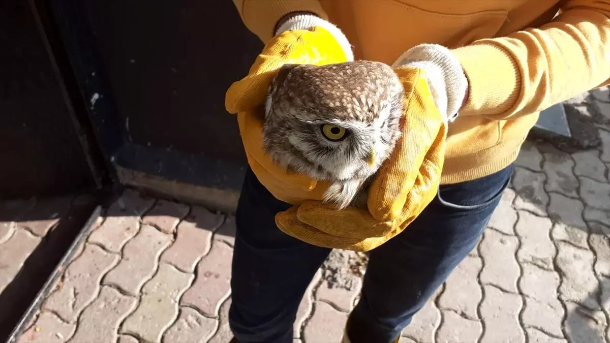 Yaralı baykuş koruma altına alındı