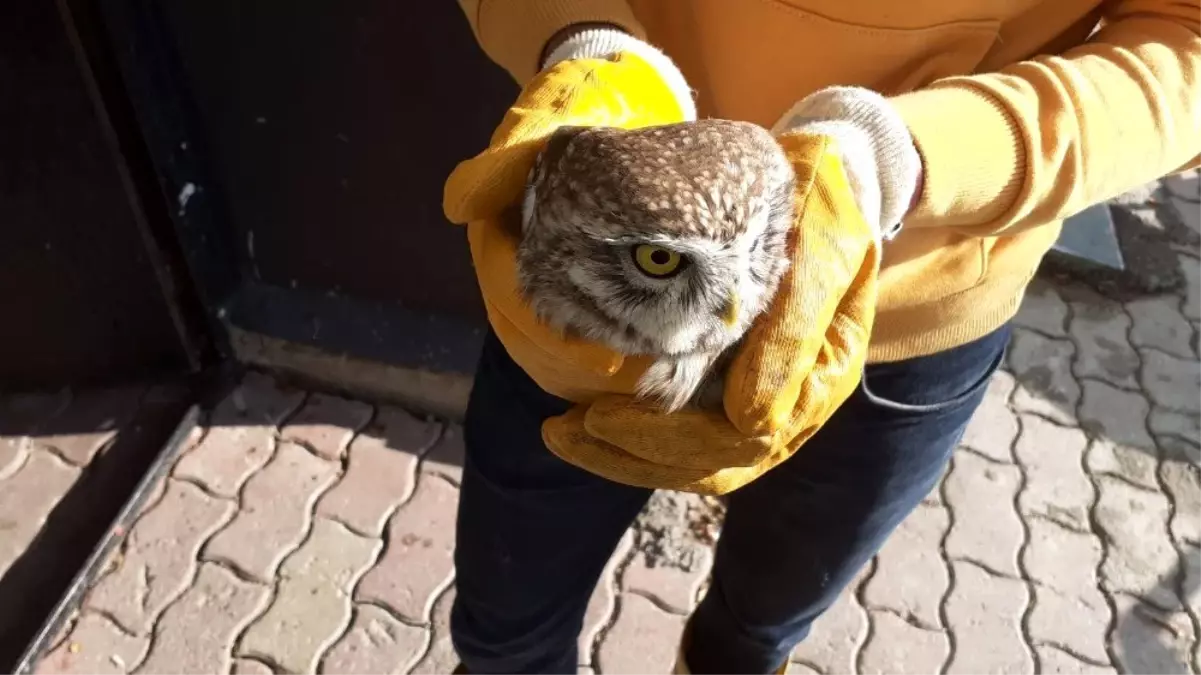 Yaralı bulunan baykuş tedavi altına alındı