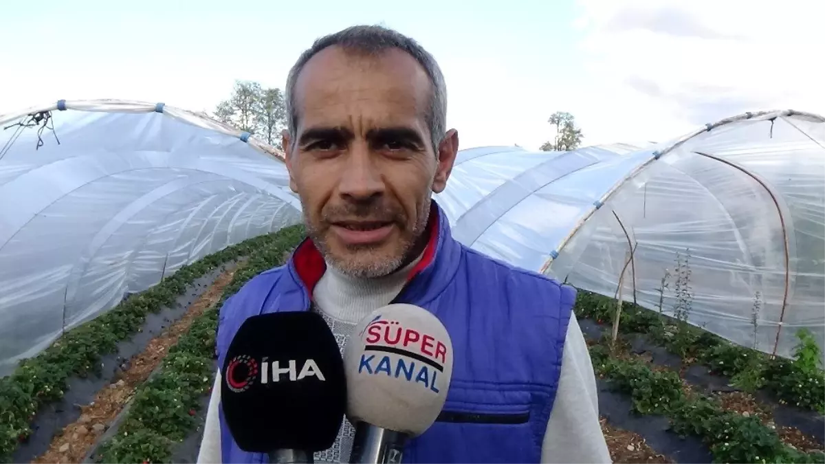 Yediveren çileğinde son hasat