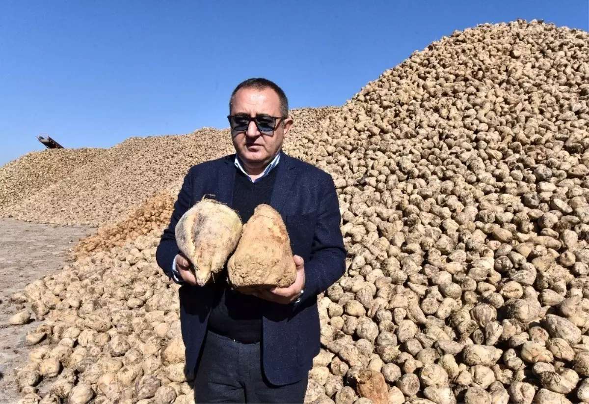 Ahlat\'ta 70 bin ton şeker pancarı üretimi