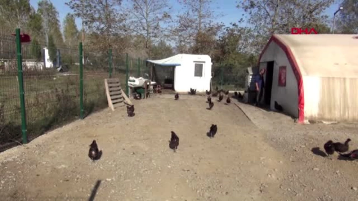 Bartın özel idare tavuk çiftliği kurdu, huzurevi ve çocuk yuvasının yumurta ihtiyacı karşılanıyor
