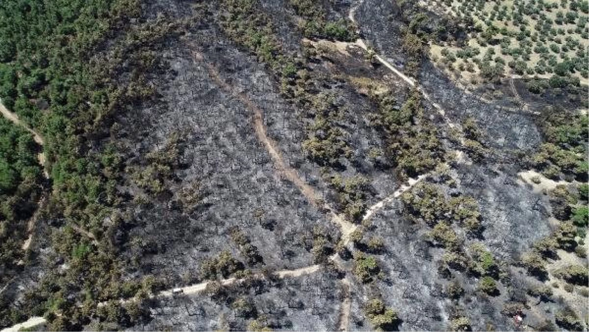 Çanakkale\'deki 52 orman yangınında 222 hektar alan kül oldu
