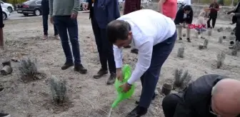 Çanakkale gelibolu yarımadası'nda 'lavanta tarla günü' etkinliği