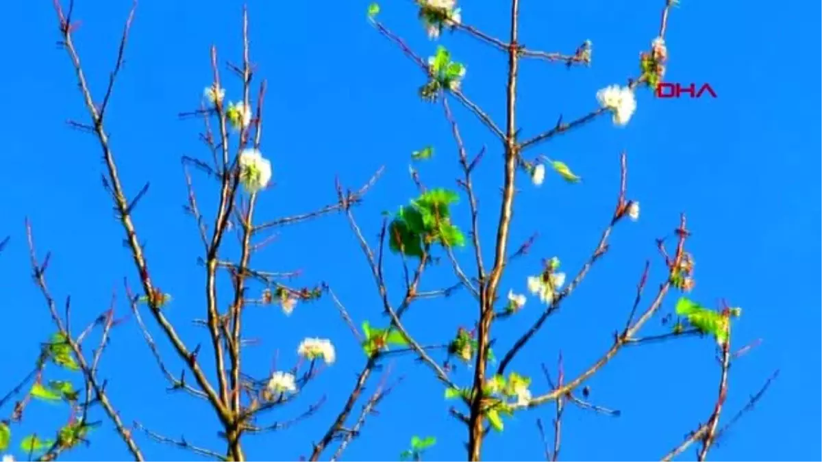 Çanakkale kaz dağları eteklerinde kiraz ağaçları çiçek açtı