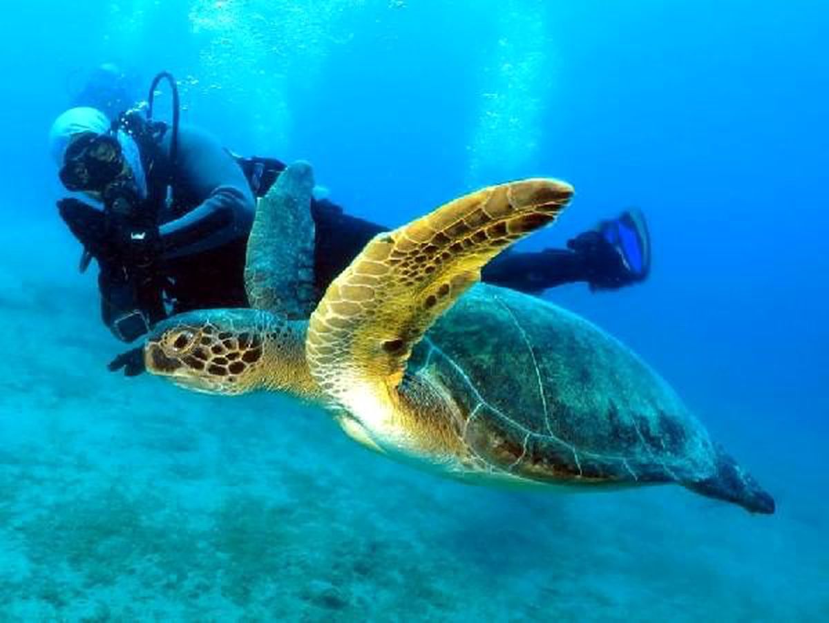 Dalgıçlar ölü caretta caretta görüntüledi