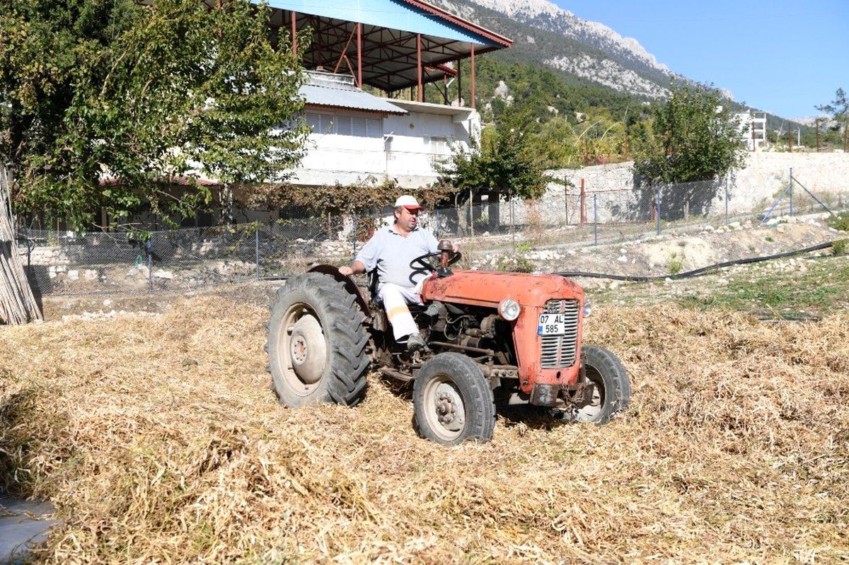 Konyaaltı Belediyesi fasulye hasatı yaptı