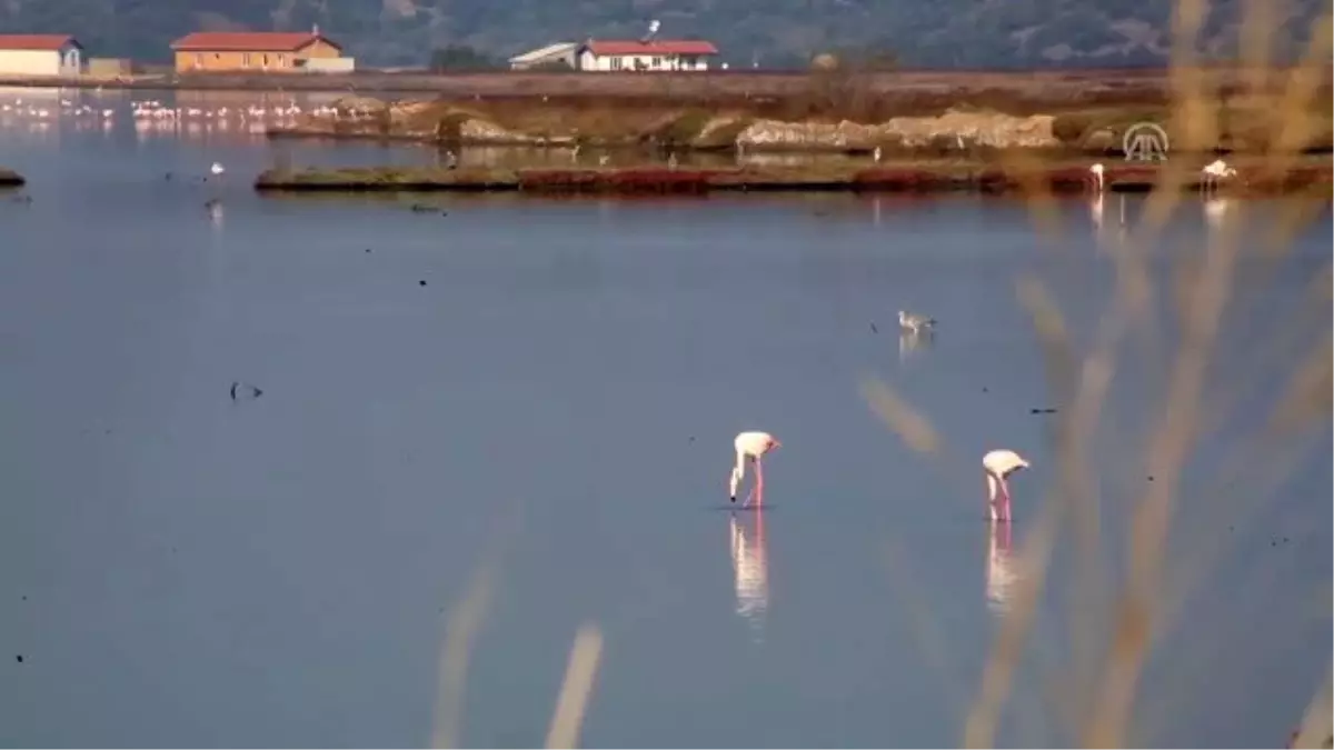 Koruma altına alınan sulak alan misafirlerini ağırlıyor