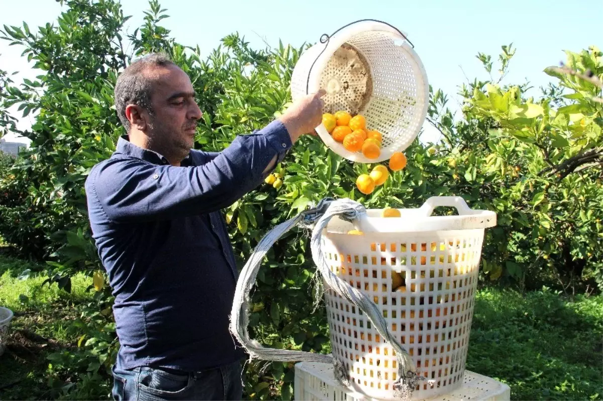 Mandalinada rekolte düşük, fiyatlar artacak