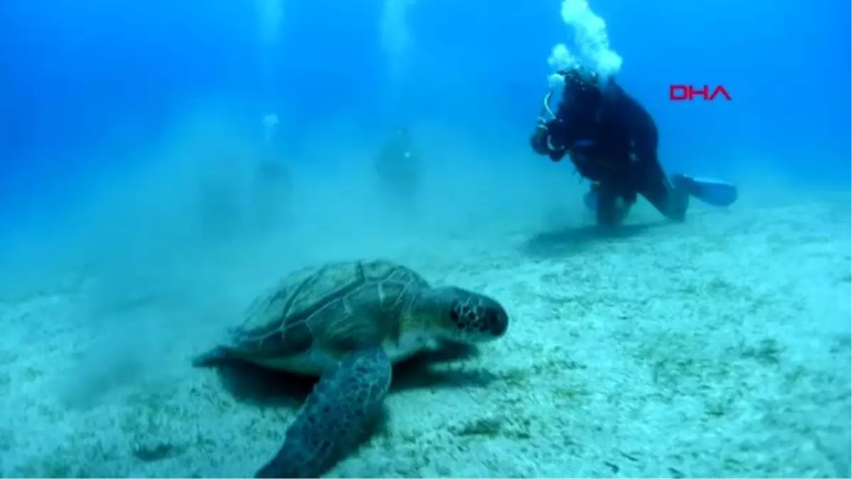 Muğla dalgıçlar ölü caretta caretta görüntüledi