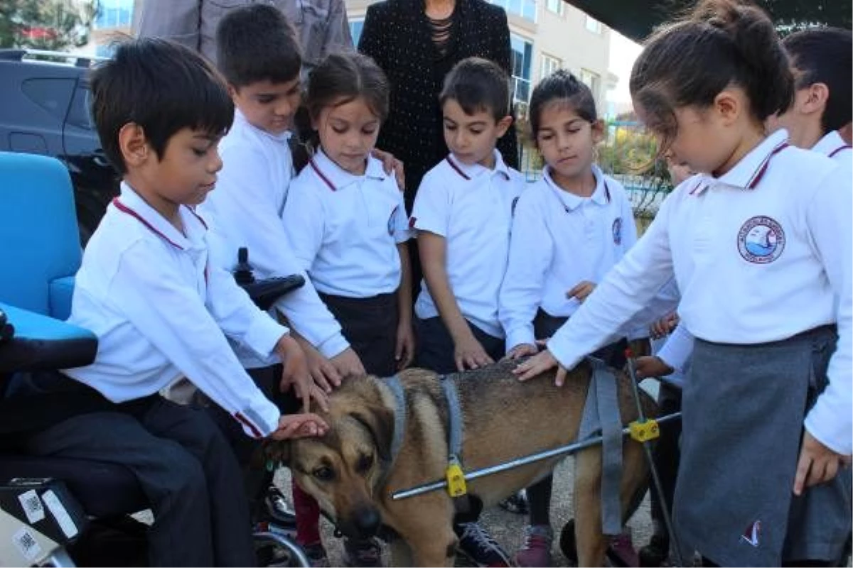 Yürüteçli köpeğe bedensel engelli Mustafa, en iyi dost oldu