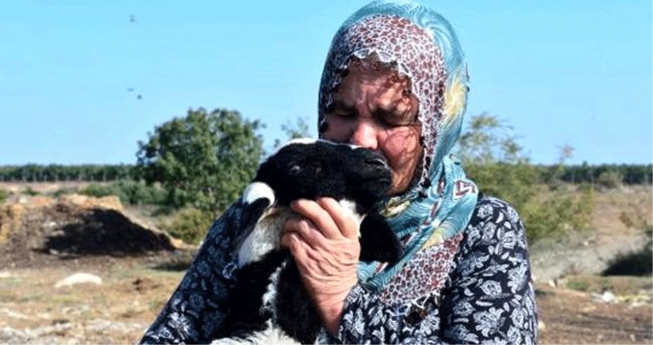 Adana\'da 40 koyunu çalınan Ayşe Teyze, hırsızlara yalvardı: Ne olur koyunlarımızı geri getirin