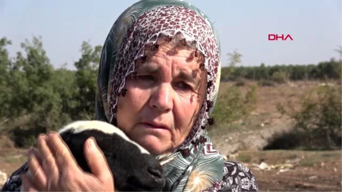 Adana 40 koyunu çalınan kadın gözyaşlarına boğuldu