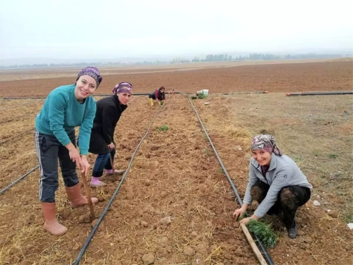 Eskişehir\'de kadın çiftçiler için \'Lavanta\' alternatif ürün