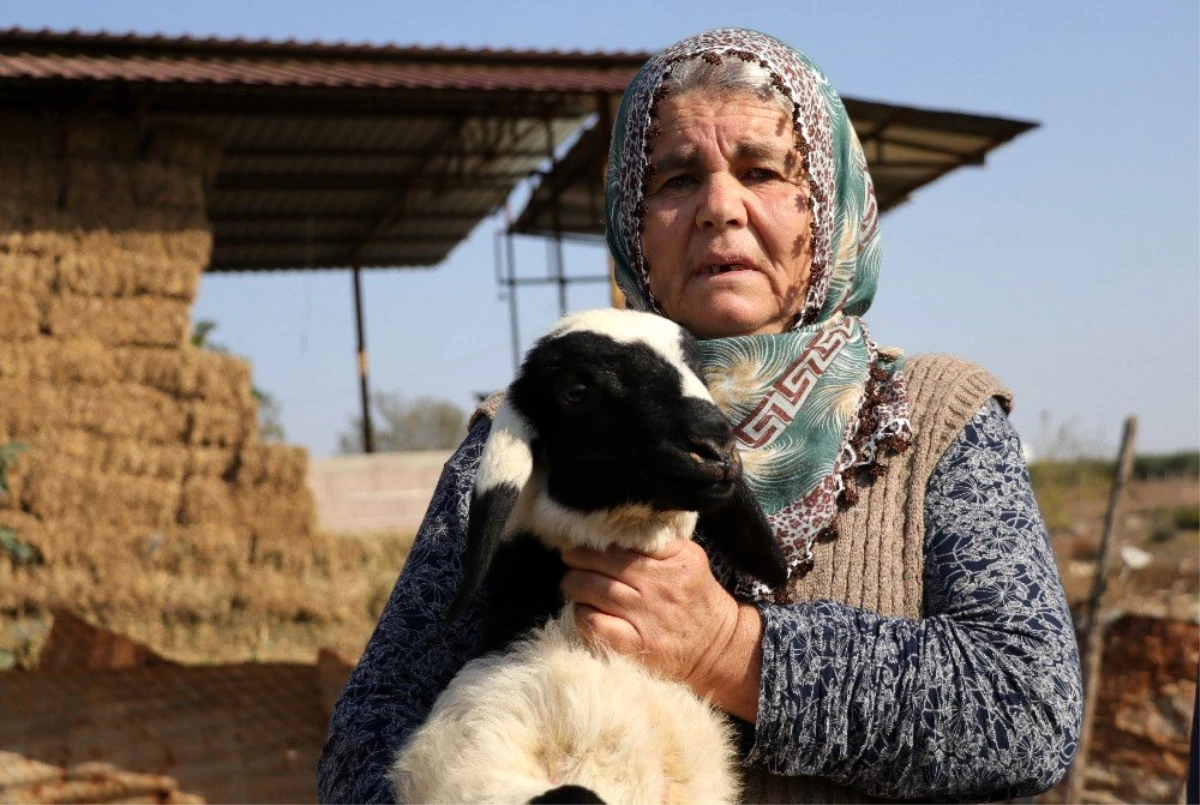 Koyunları çalınan Ayşe teyze, \'Koyunlarımı geri getirsinler" diye gözyaşı döktü