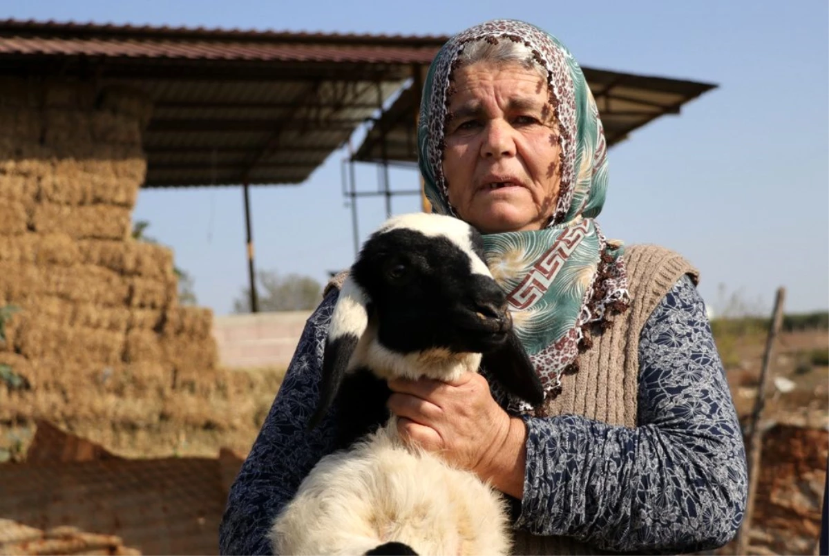 Koyunları çalınan Ayşe teyze, \'Koyunlarımı geri getirsinler" diye gözyaşı döktü