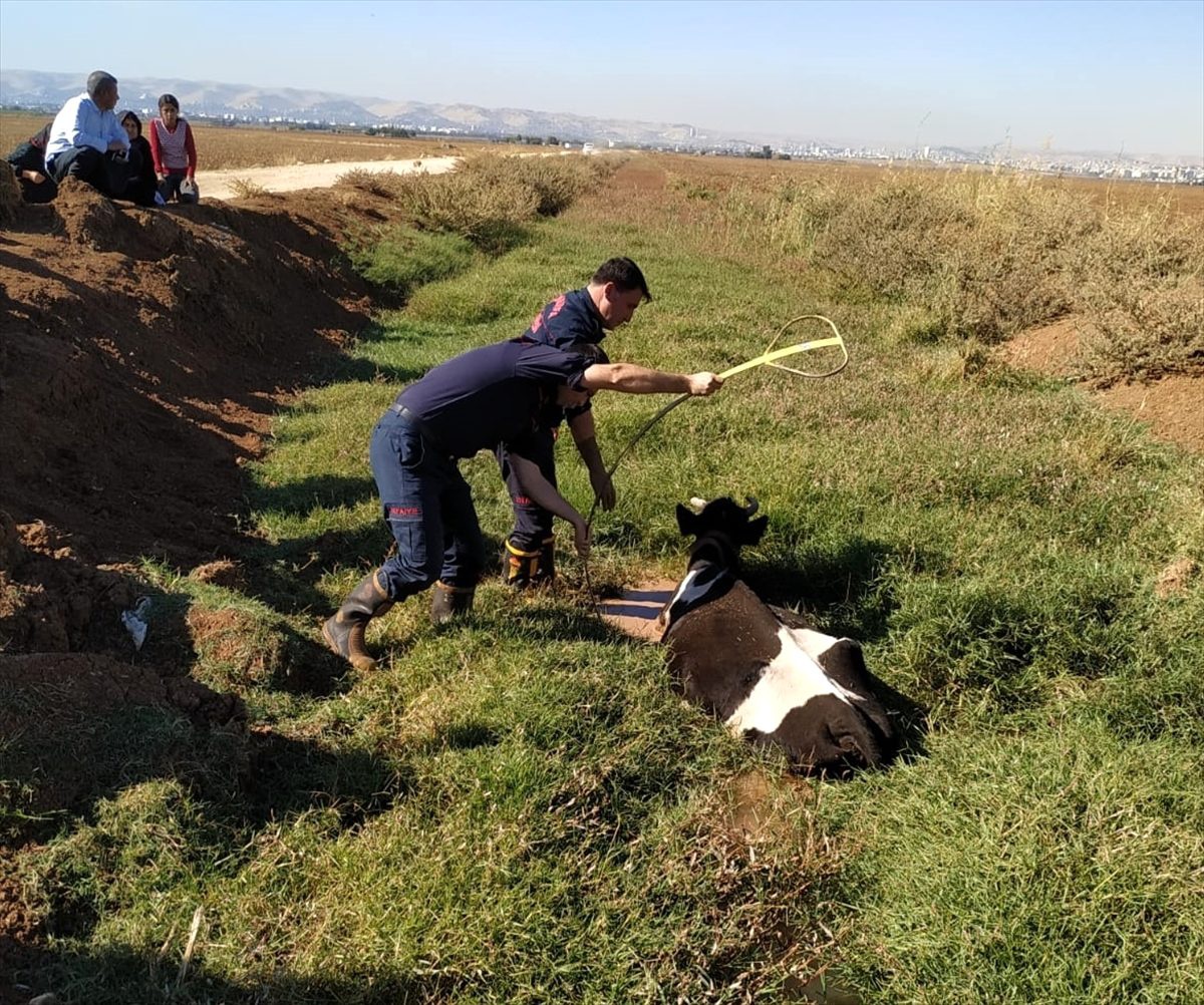 Şanlıurfa\'da bataklığa düşen inek kurtarıldı