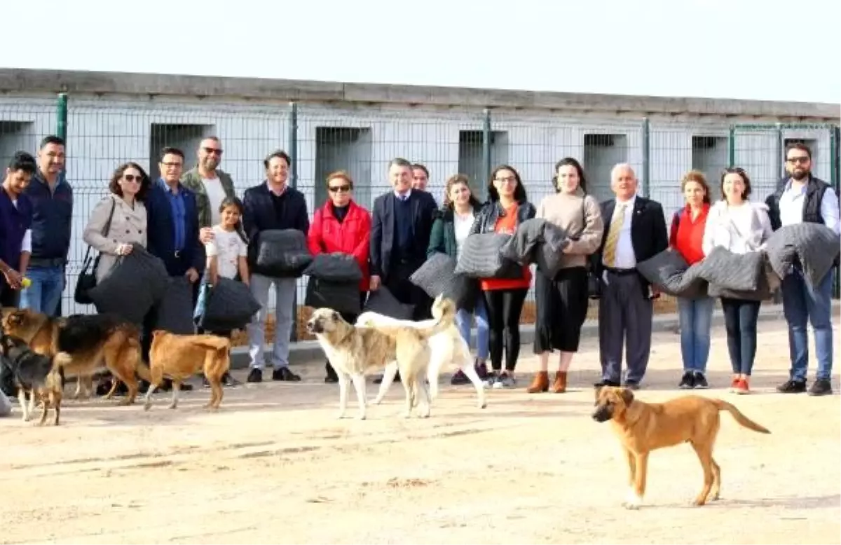 Sokak hayvanları için kış şartlarına uygun minder ürettiler