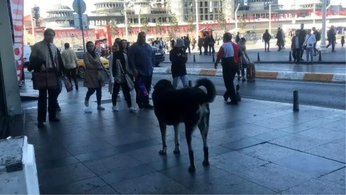 Taksim\'de o köpek yine ısırdı