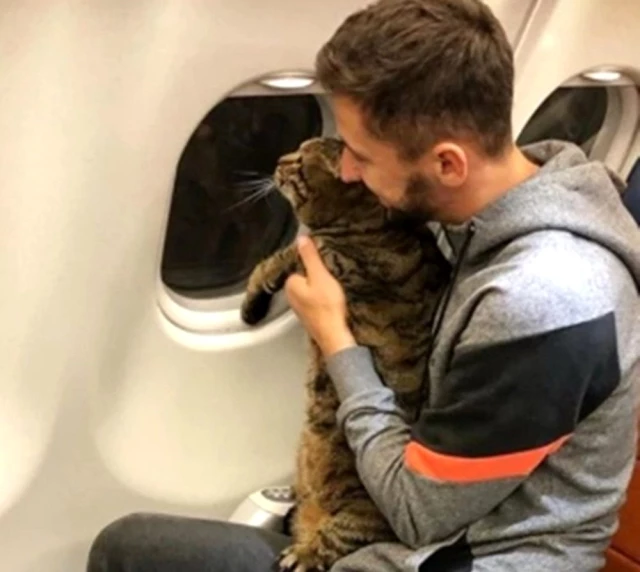 Tombul kedi uçağa alınmayınca sahibi başka kediyi tarttırdı Son Dakika