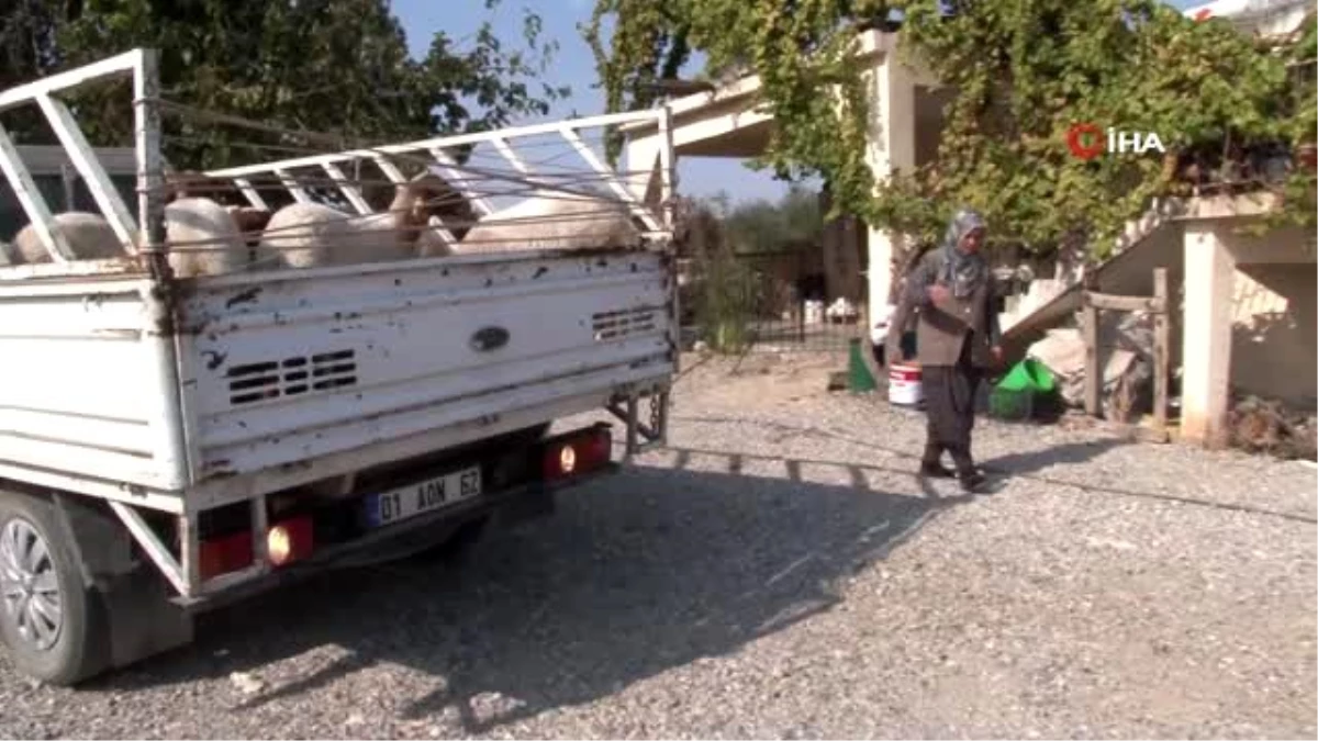 Bakan Pakdemirli devreye girdi, koyunları çalınan Ayşe teyzenin gözyaşları dindi