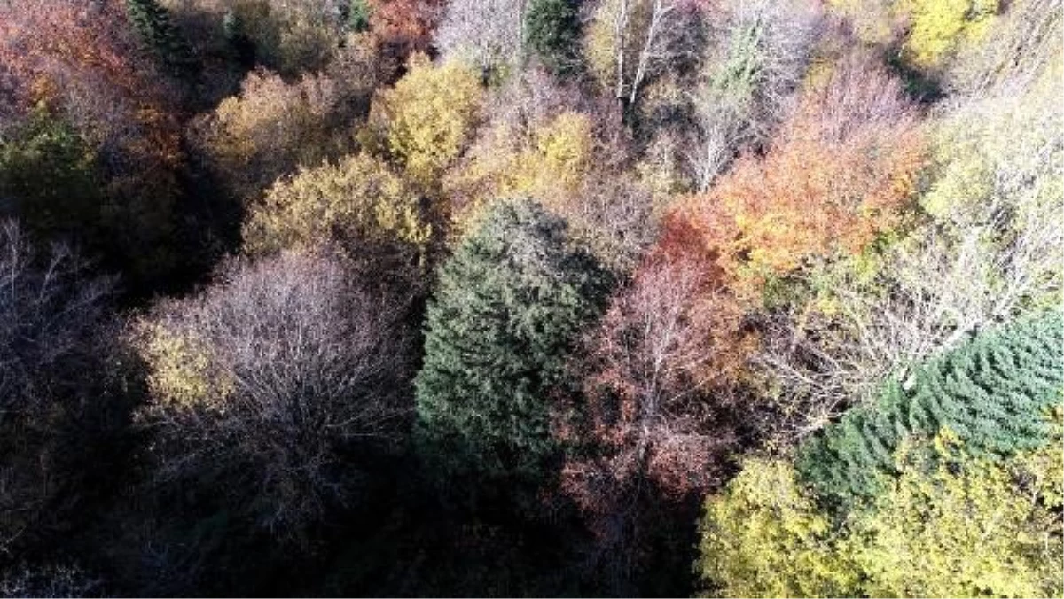 Dünyanın en yaşlı 5\'inci ağacının sonbahar güzelliği