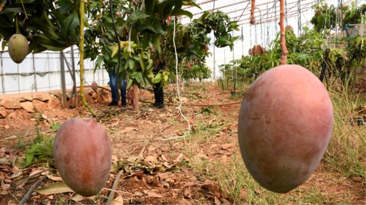 Tanesi 50 liraya satılan mango üreticinin yeni gözdesi oldu