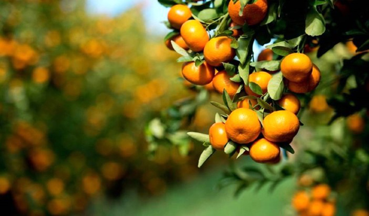 Verimi düşen mandalina, kalitesiyle ihracatı dengeleyecek