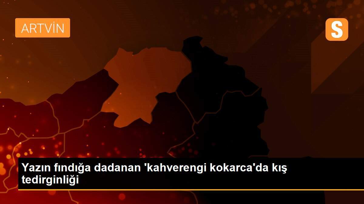 Yazın fındığa dadanan \'kahverengi kokarca\'da kış tedirginliği